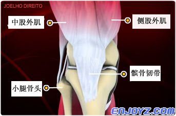 罗纳尔多断裂的就是正面的髌骨韧带