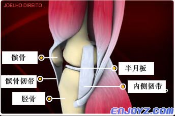 髌骨韧带侧面图