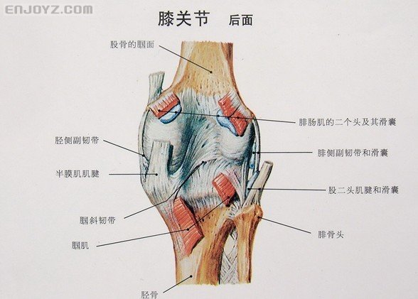 前交叉韧带起止点图片