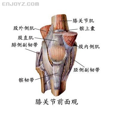 前交叉韧带的位置图片图片